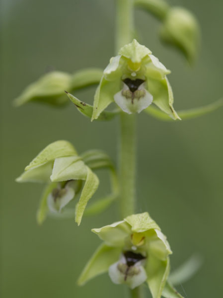 Дремлик зимовниковидный (Epipactis helleborine)