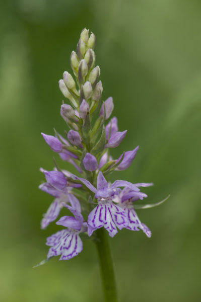 Пальчатокоренник Фукса (Dactylorhiza fuchsii)