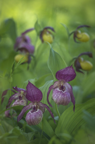 Венерин башмачок вздутоцветковый (Cypripedium ×ventricosum)