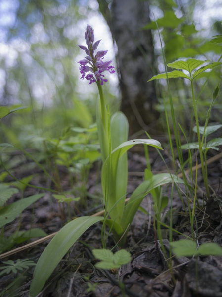 Ятрышник шлемоносный (Orchis militaris)