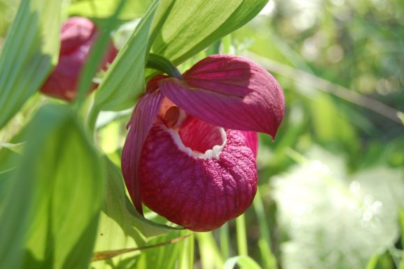 Венерин башмачок крупноцветковый (Cypripedium macranthos)