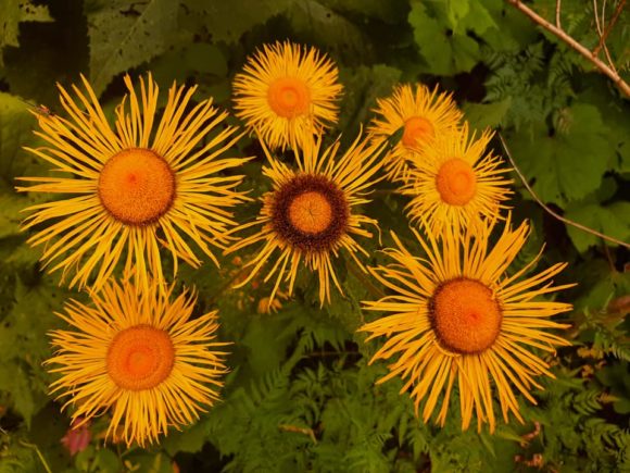 Девясил высокий (Inula helenium)