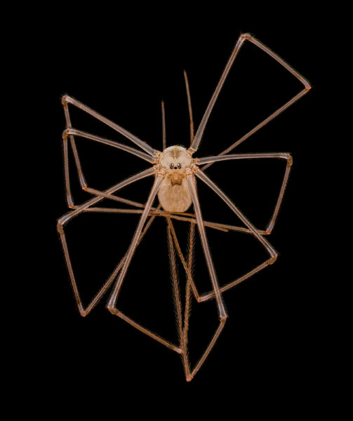 4. Длиннотелый погребной/длинноногий паук-папа (Pholcus phalangioides), четвертое место, Эндрю Посселт, отделение хирургии Калифорнийского университета в Сан-Франциско (3-кратное увеличение)