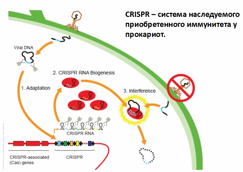 Рис. 5. Иммунный ответ CRISPR/Cas. Три этапа:1) фрагменты вирусной ДНК вставляются в CRISPR-кластер («адаптация»); 2) CRISPR РНК синтезируются, процессируются, объединяются с белками («биогенез»); 3) Комплементарные участки вирусной ДНК атакуются и уничтожаются («интерференция»). Asako Miyakawa and Sam Sternberg. sciencereview.berkeley.edu/read/fall-2012/germ-warfare