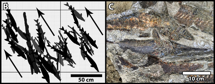 Рис. 2. Осетры, ориентированные хвостами по направлению потока (R.A.DePalma et al., 2019. A seismically induced onshore surge deposit at the KPg boundary, North Dakota)