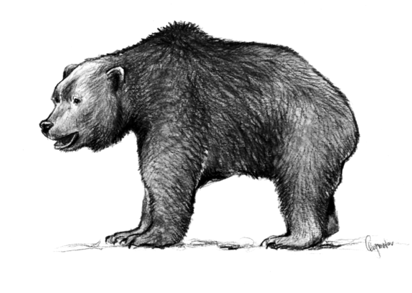 Ursus rossicus (zenodo.org/record/4586407)