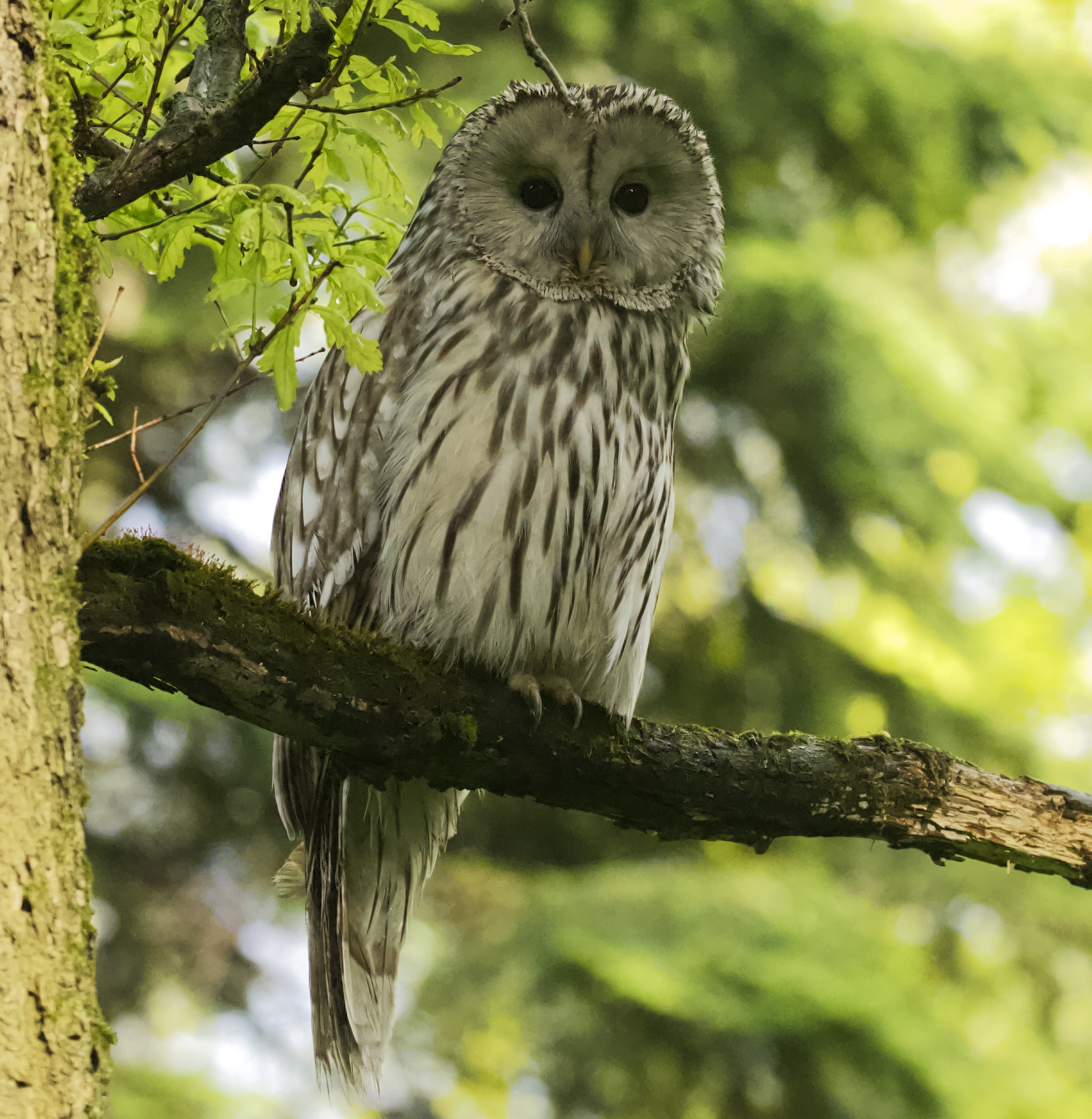 Фото 2. Самец длиннохвостой неясыти (Strix uralensis) во время дневной охоты. ГБС им. Цицина РАН, май 2022 года
