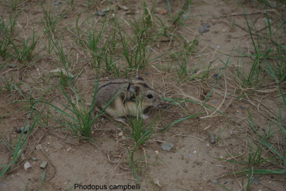 Хомячок Кэмпбелла (Phodopus campbelli)