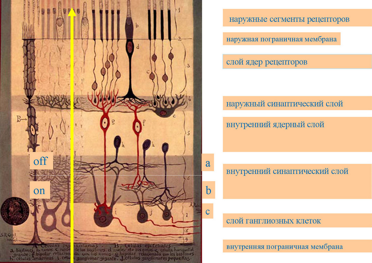 Рис. 3. Схема строения сетчатки по Кахалю. Стрелкой обозначен ход луча света
