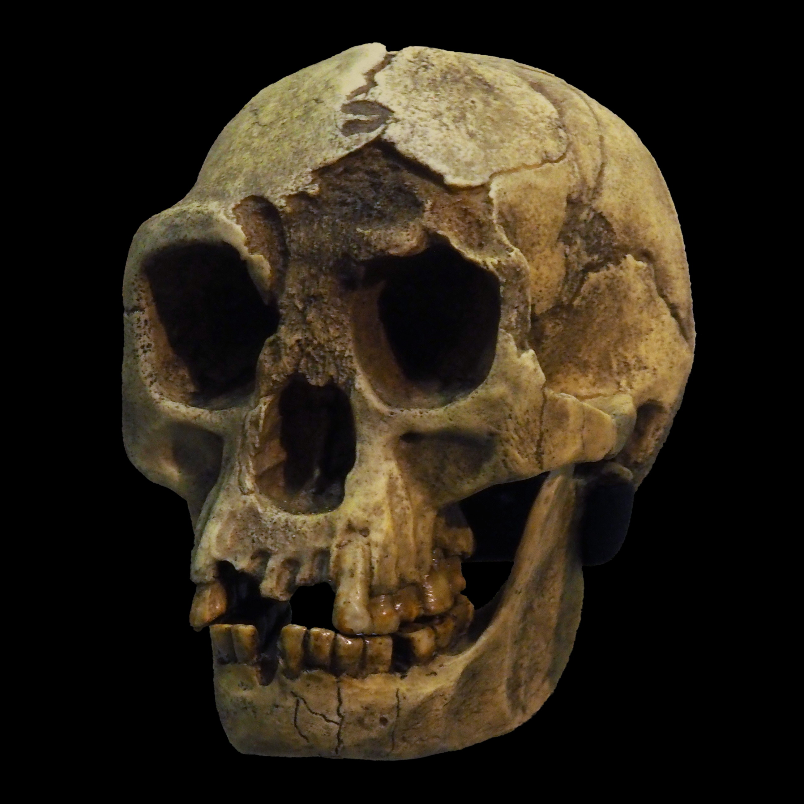 Череп Homo floresiensis. Rama / «Википедия»