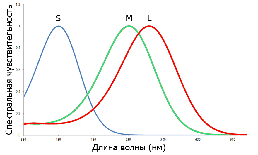Рис. 1. Кривые спектральной чувствительности колбочек приматов Старого Света