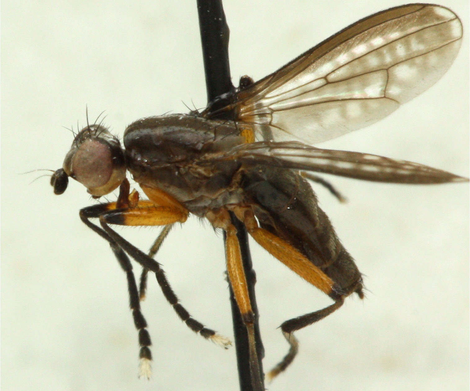 Pherbellia markovi sp. nov. Фото Никиты Вихрева