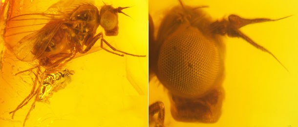 Ископаемый вид Palaeosystenus succinorum (Dolichopodidae) в янтаре. Фото Игоря Гричанова (автора доклада о мухах семейства Dolichopodidae в янтаре)