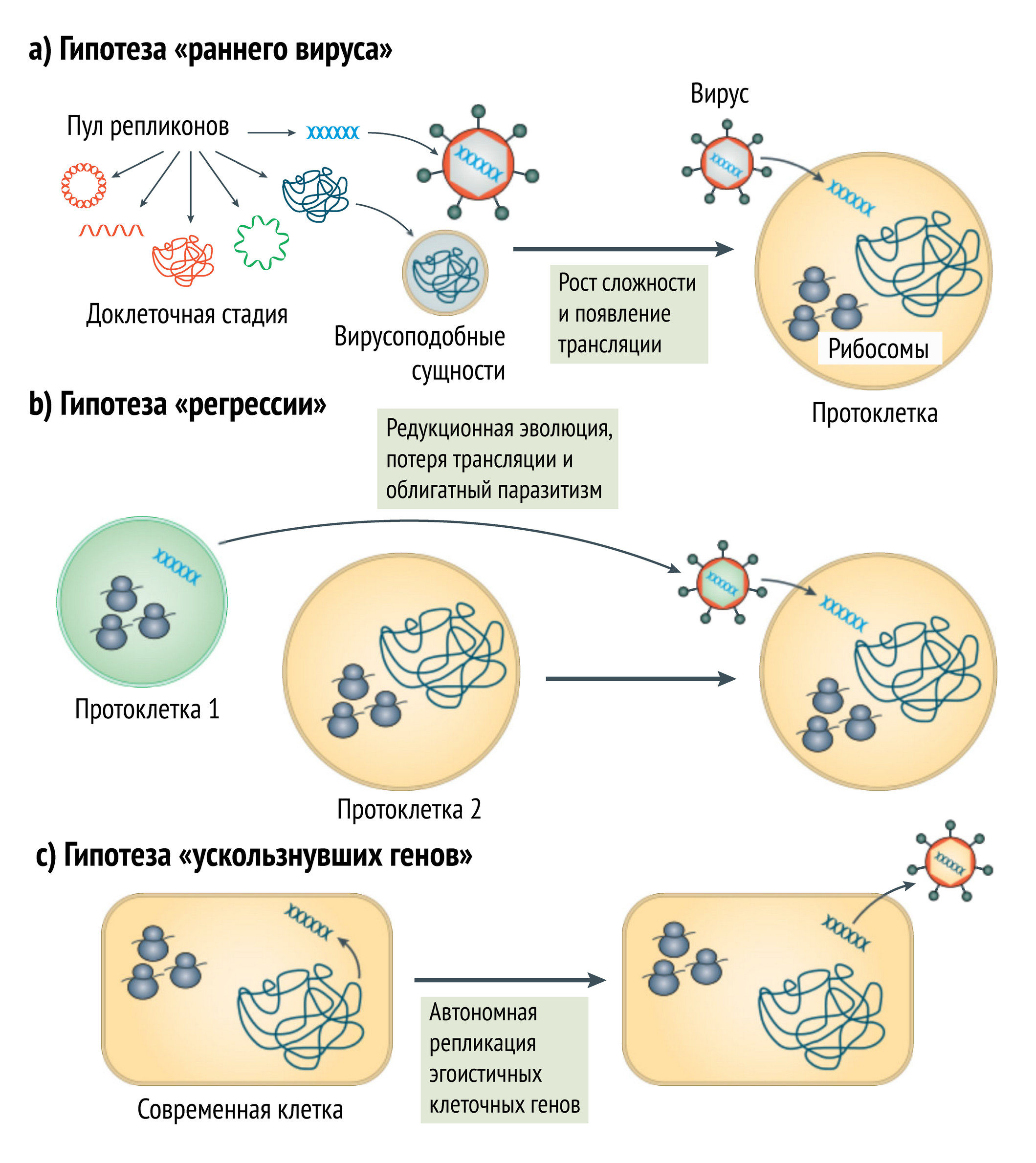 Три основных сценария происхождения вирусов. a) Гипотеза «раннего вируса» предполагает, что вирусы произошли от ранних репликативных элементов, которые предшествовали первым клеточным формам жизни. b ) Гипотеза «регрессии» предполагает, что вирусы возникли в результате дегенерации клеток, которые затем приняли паразитический образ жизни. c ) Наконец, гипотеза «ускользнувших генов» предполагает, что клеточные гены приобрели способность к «эгоистичной» репликации и распространению. Иллюстрация из статьи: Mart Krupovic, Valerian V. Dolja & Eugene V. Koonin. Origin of viruses: primordial replicators recruiting capsids from hosts // Nature Reviews Microbiology, 29 May 2019, vol. 17, pp. 449–458
