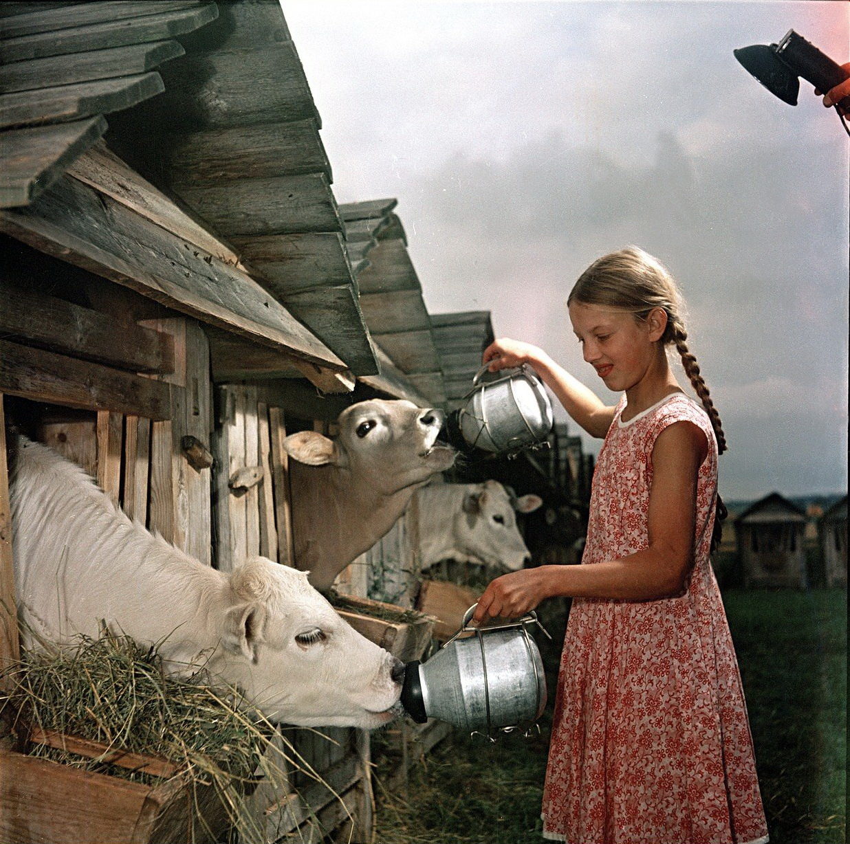 Телячьи ясли в совхозе Караваево (Костромская область, 1957). Фото Семёна Фридлянда