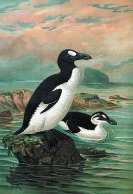 Бескрылая гагарка (Pinguinus impennis). Илл. J. G. Keulemans