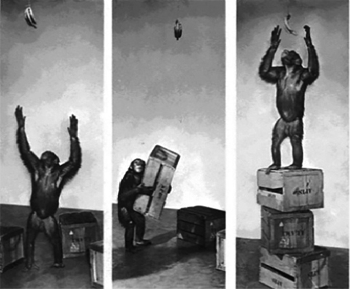 Инсайт у шимпанзе в экспериментах Вольфганга Кёлера (1887–1967). psyfactor.org/hist/insight.htm