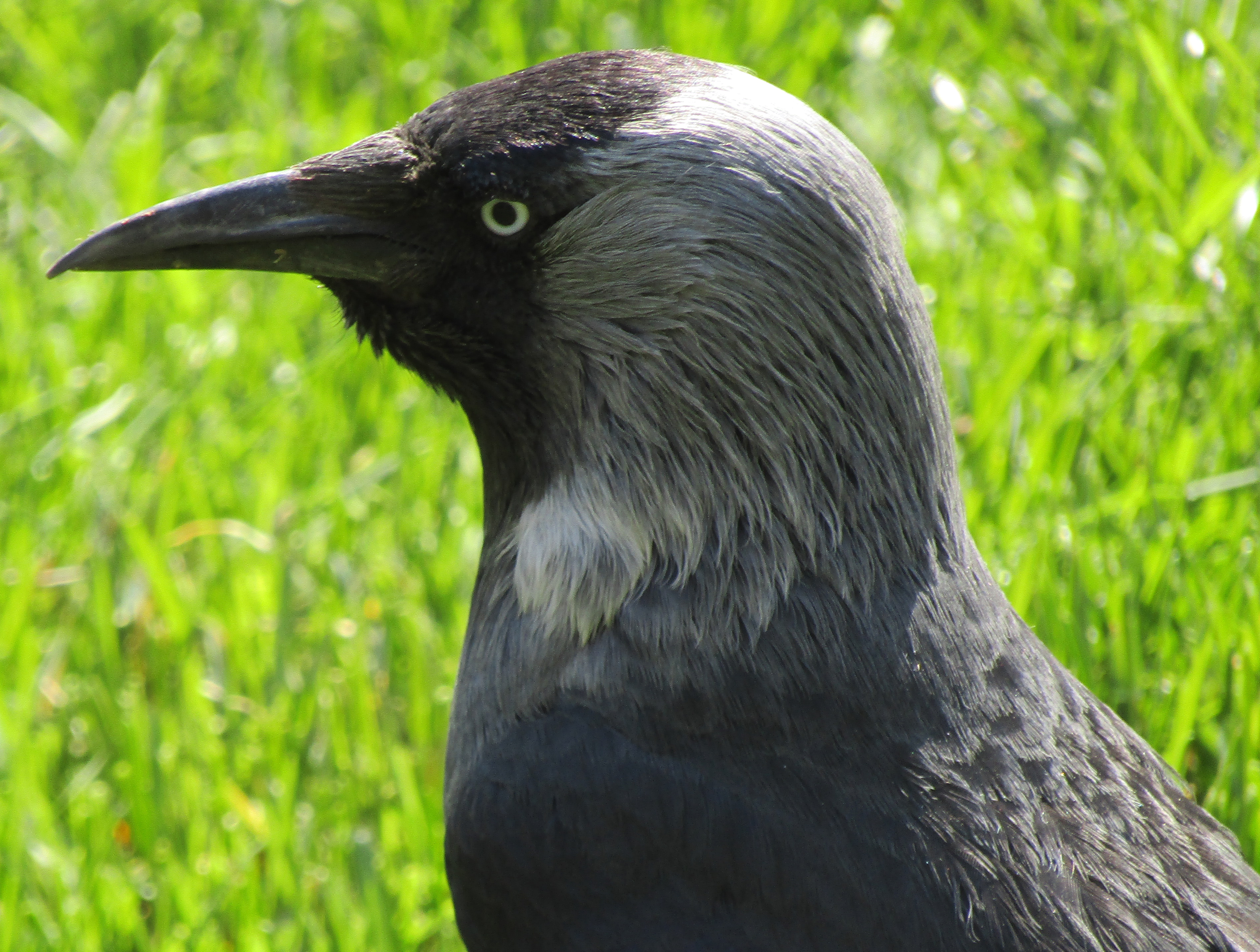 Галка (Corvus monedula) с гипертрофированным надклювьем и подклювьем. Москва, Бирюлёво Западное, 01.05.2019. Фото автора