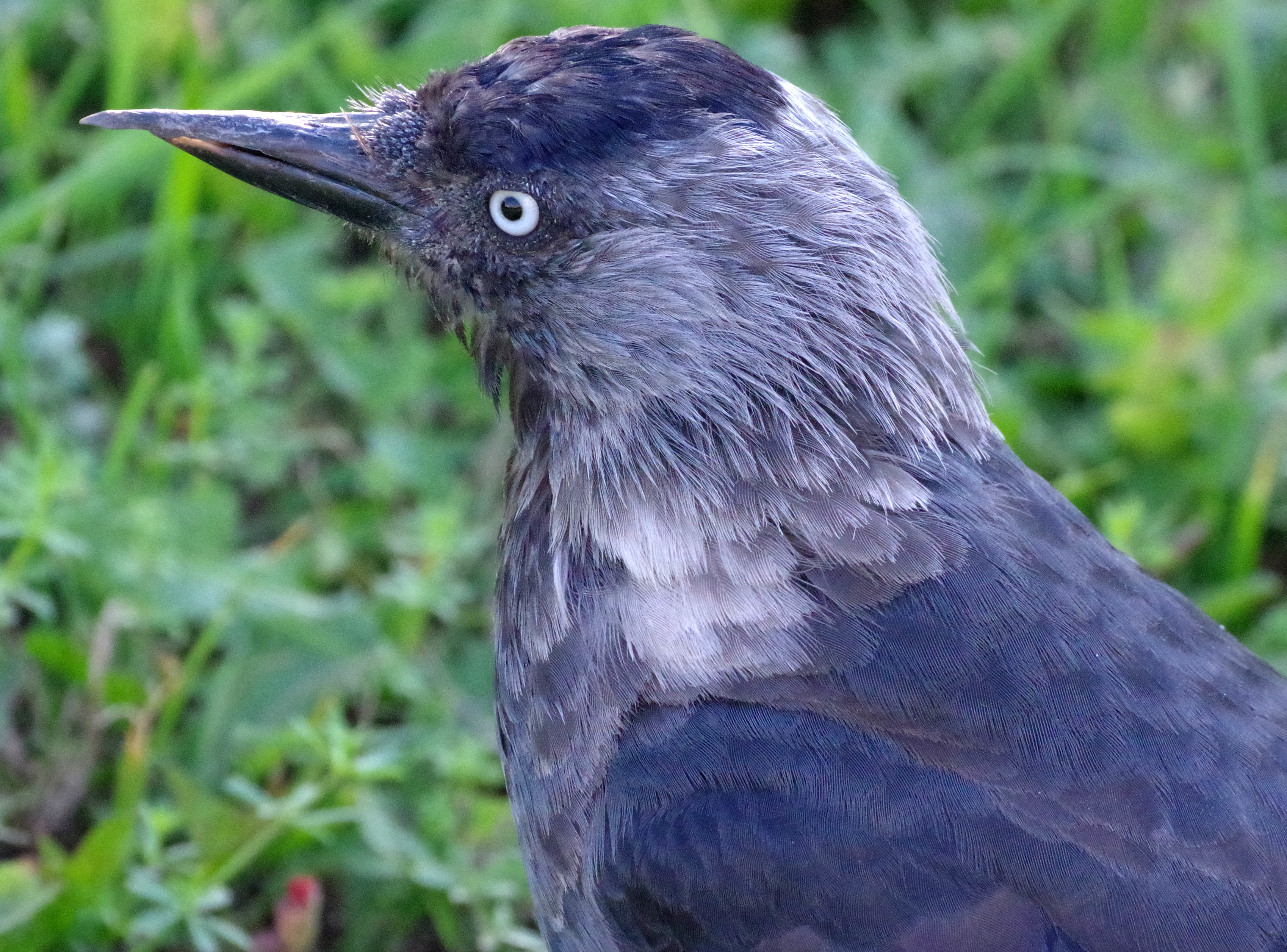 Галка (Corvus monedula) с гипертрофированным надклювьем. Москва, Бирюлёво Западное, 02.09.2024. Фото автора