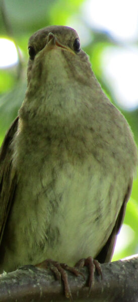 438-0010 Птичья кунсткамера