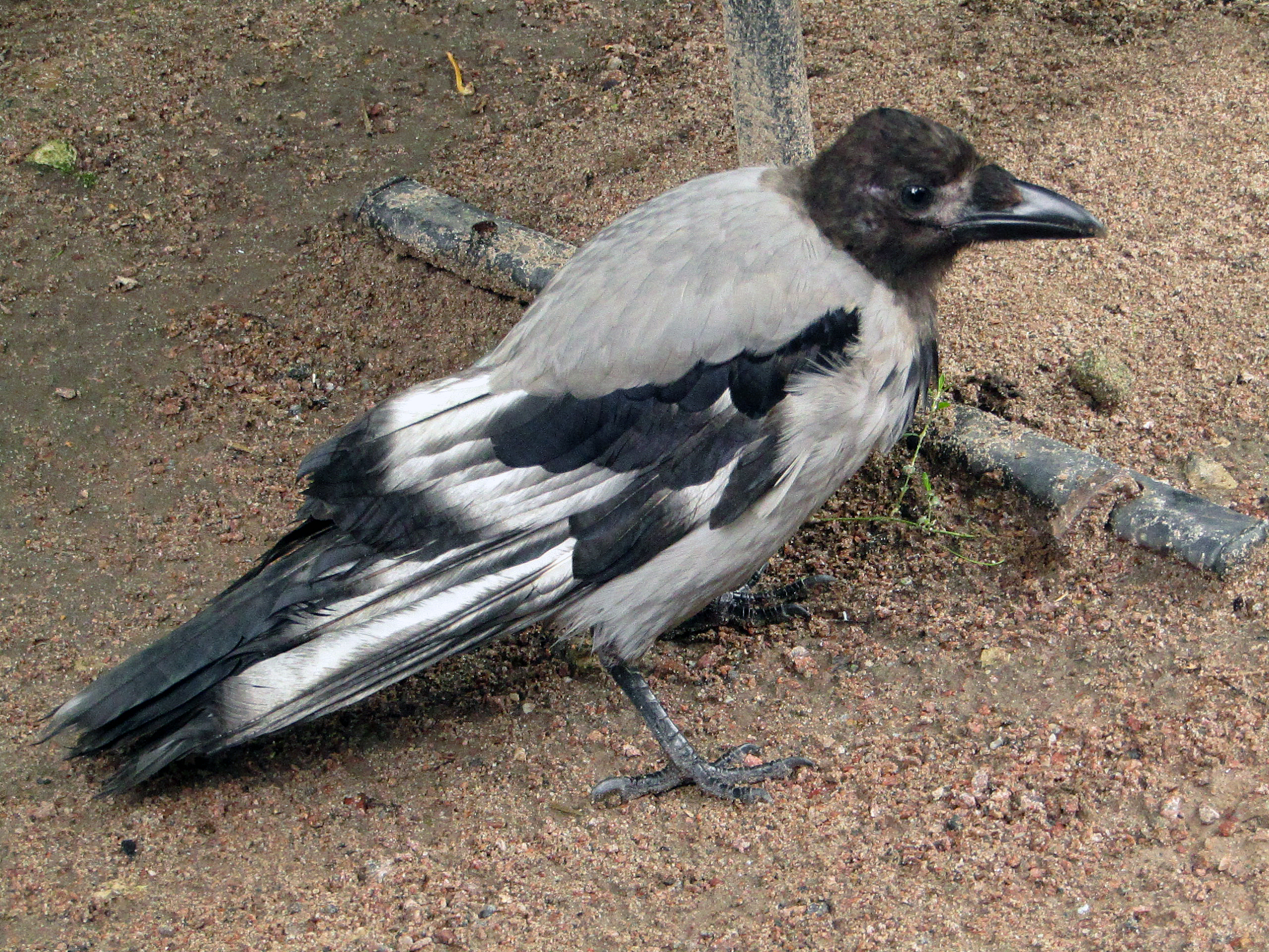 Серая ворона (Corvus corone cornix) с выбеленными перьями. Москва, Воробьёвы горы, 07.09.2017