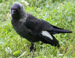 438-0020 Птичья кунсткамера