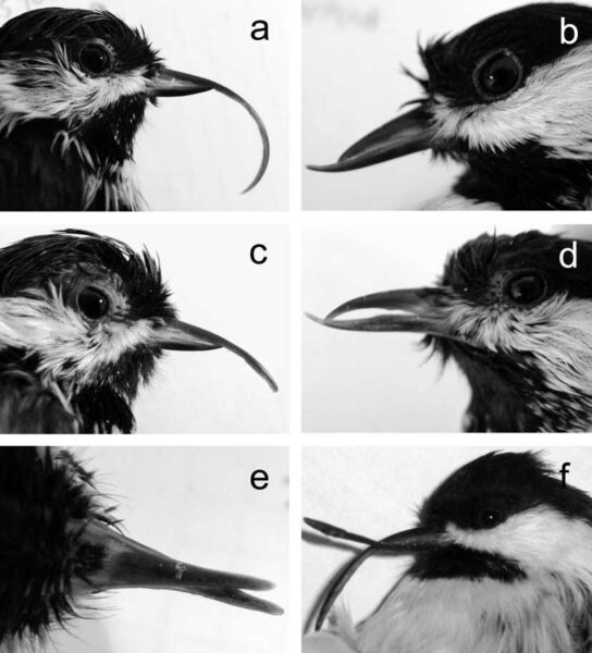 Черношапочные гаички (Poecile atricapillus) с признаками AKD: a, c — верхнечелюстной прогнатизм; b — нижнечелюстной прогна- тизм; d — гипертрофия надклювья и подклю- вья; e, f — «клестовость» клюва (перекрещен- ные, как у клестов, надклювье и подклювье). Из статьи: Van Hemert C., Handel C. M., O’Hara T. M. Evidence of accelerated beak growth associated with avian keratin disorder in black-capped chickadees (Poecile atricapillus) // Journal of Wildlife Diseases. — 2012. — Т. 48. — № 3. — С. 686–694 Черношапочные гаички (Poecile atricapillus) с признаками AKD: a, c — верхнечелюстной прогнатизм; b — нижнечелюстной прогна- тизм; d — гипертрофия надклювья и подклю- вья; e, f — «клестовость» клюва (перекрещен- ные, как у клестов, надклювье и подклювье). Из статьи: Van Hemert C., Handel C. M., O’Hara T. M. Evidence of accelerated beak growth associated with avian keratin disorder in black-capped chickadees (Poecile atricapillus) // Journal of Wildlife Diseases. — 2012. — Т. 48. — № 3. — С. 686–694