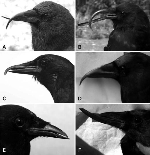 Американские вороны (Corvus brachyrchynhos) с признака- ми AKD: A, B — клестовость клюва; C, D — верхнечелюст- ной прогнатизм; E, F — ниж- нечелюстной прогнатизм. Из статьи: Van Hemert C., Handel C. M. Beak deformities in northwestern crows: evidence of a multispecies epizootic // The Auk. — 2010. — Т. 127. — № 4. — С. 746–751 Американские вороны (Corvus brachyrchynhos) с признака- ми AKD: A, B — клестовость клюва; C, D — верхнечелюст- ной прогнатизм; E, F — ниж- нечелюстной прогнатизм. Из статьи: Van Hemert C., Handel C. M. Beak deformities in northwestern crows: evidence of a multispecies epizootic // The Auk. — 2010. — Т. 127. — № 4. — С. 746–751