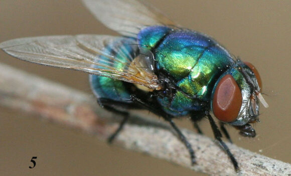 Рис. 5. Самка Neomyia lauta. Фото автора