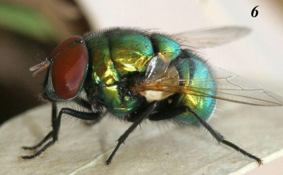 Рис. 6. Самец Neomyia lauta. Фото автора