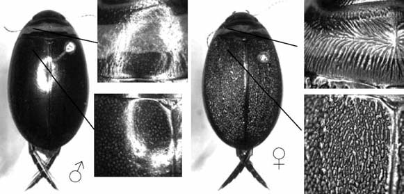 У вида плавунцов Graphoderus zonatus есть северный подвид (Graphoderus zonatus verrucifer), в популяциях которого присутствуют две формы самок: гладкие, похожие на самцов (слева), и гранулированные (справа). Чем больше в популяции гранулированных самок, тем больше, в среднем, присосок на лапках самцов. Фото Йоханнеса Бергстена из его диссертации (2005)