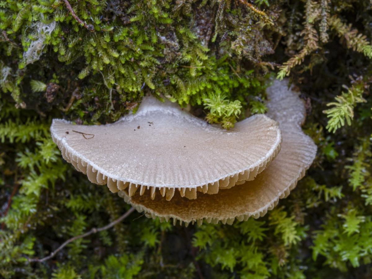 Crepidotus sokolovii. Источник: Сихотэ-Алинский заповедник, фото В. Малышева