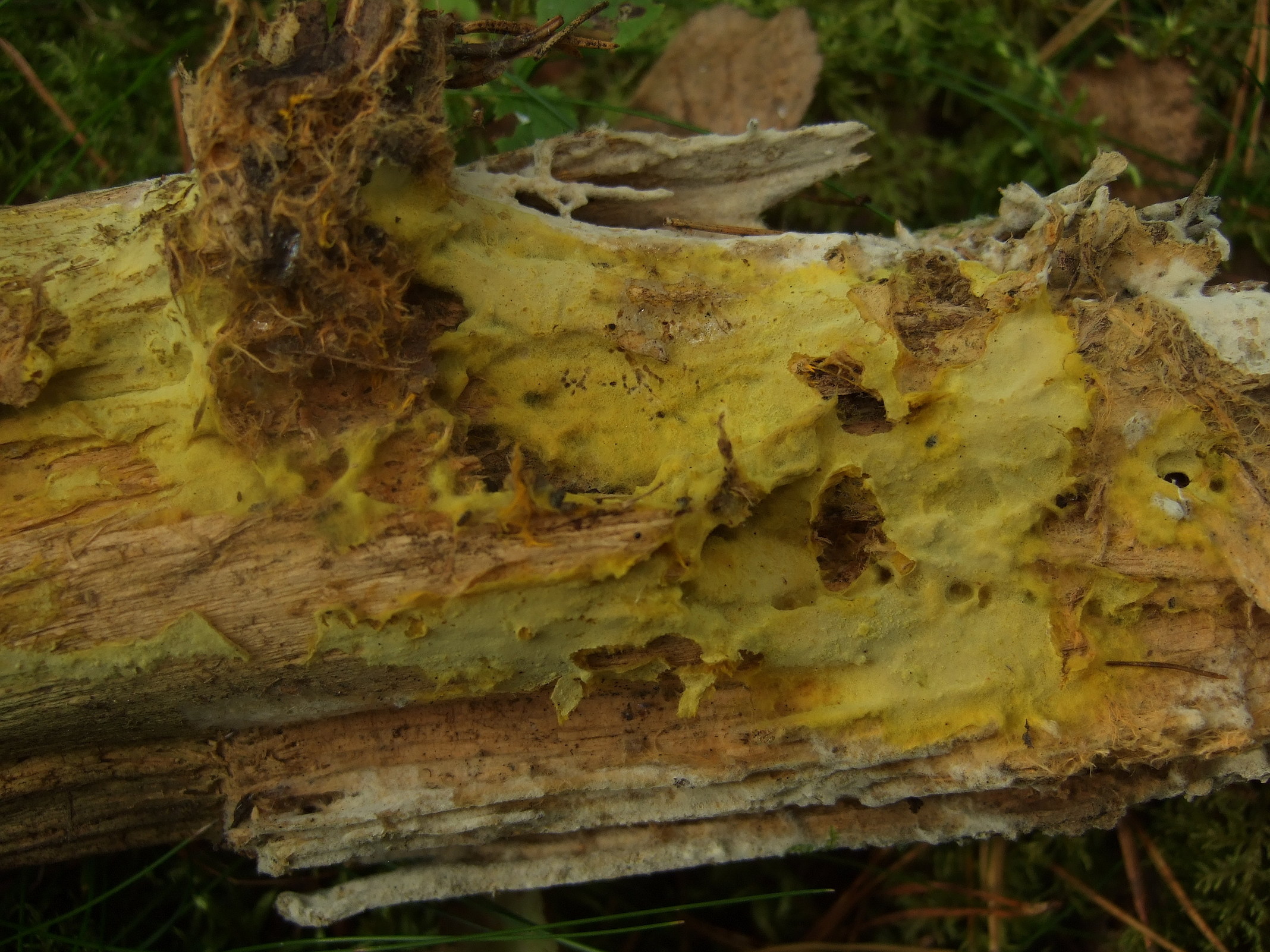Piloderma croceum. stridvall.se/fungi/gallery/album112/F30A7090