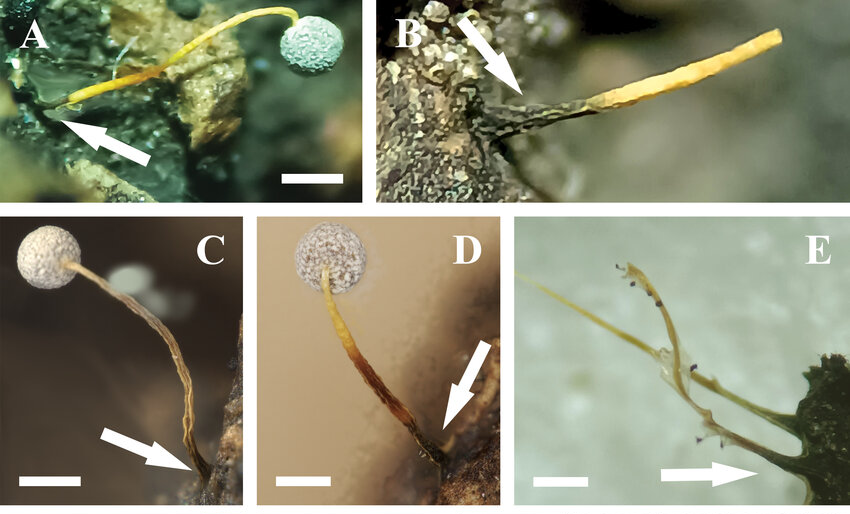 Physarum fragile: A, C, D: спорокарпы (плодовые тела миксомицетов), B, E: обломанные ножки. Масштабный отрезок: 0,2 мм. Фото: Вячеслав Власенко