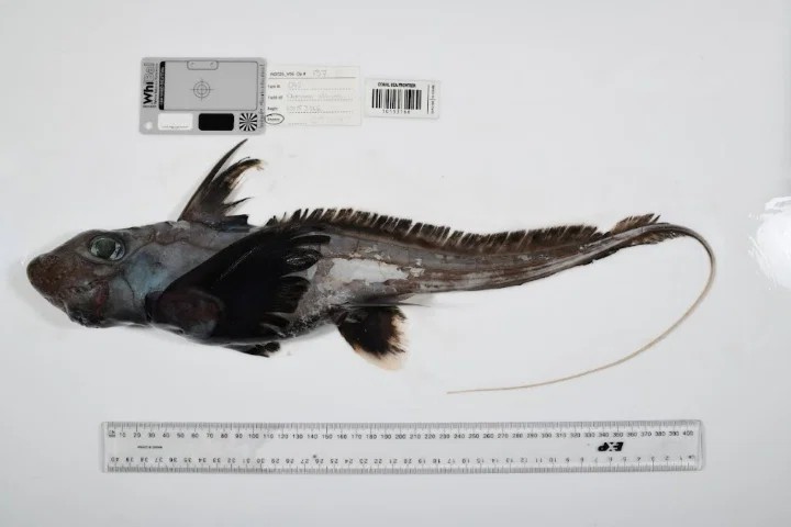 Химера, обнаруженная у берегов Австралии. The Nippon Foundation-Nekton Ocean Census / CSIRO