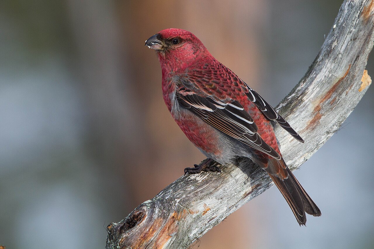 Щур обыкновенный. Фото: Ron Knight, Wikimedia Commons