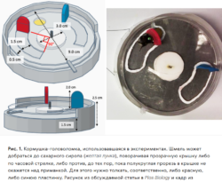 кормушка-головоломка.png